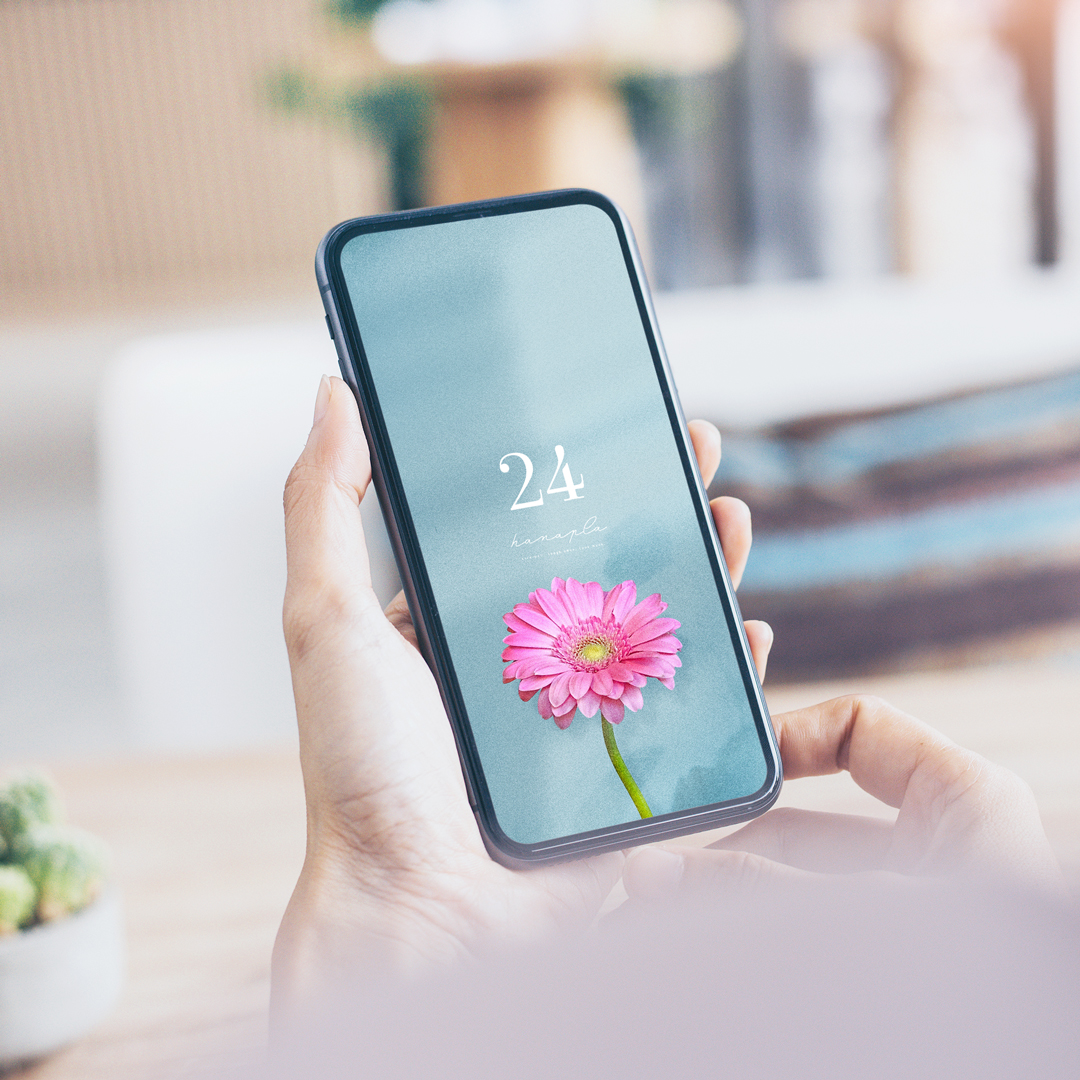 【ガーベラと数字24】恋愛運も金運も引き寄せる！ピンクガーベラの24待ち受け画像